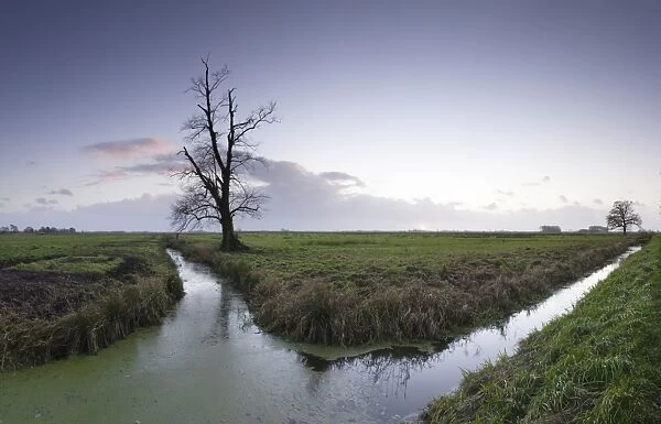 Wesermarsch marsh, landscape near Bremerhaven, Germany, Lower Saxony, Europe