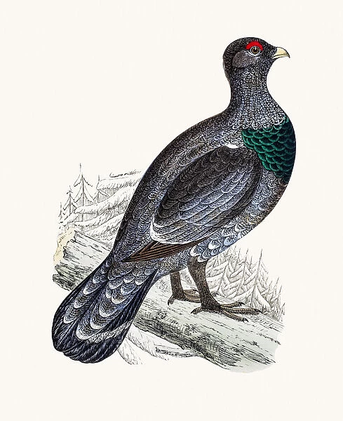 Western capercaillie wood grouse bird
