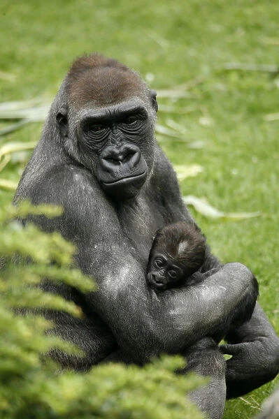 Western lowland gorilla (Gorilla gorilla gorilla) with a baby, in the zoo