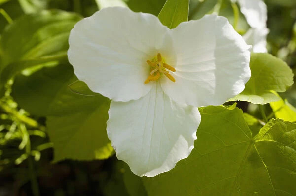 Western Wake Robin, Pacific Trillium or Western White Trillium -Trillium ovatum-, flower, Quebec Province, Canada