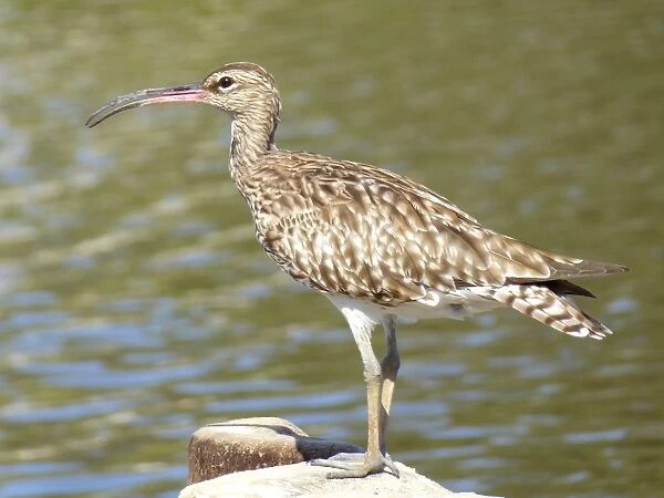 Whimbrel, Gambia, West Africa