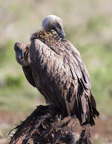 White backed vulture sitting on the carcass of a dead animal - Kruger National Park South Africa