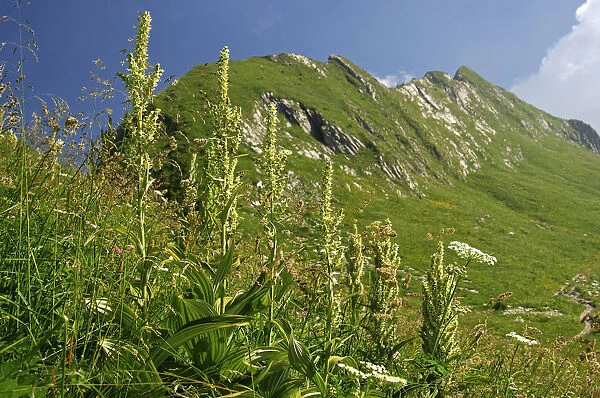 White Hellebore -Veratrum album-, Vaud Alps, Switzerland, Europe