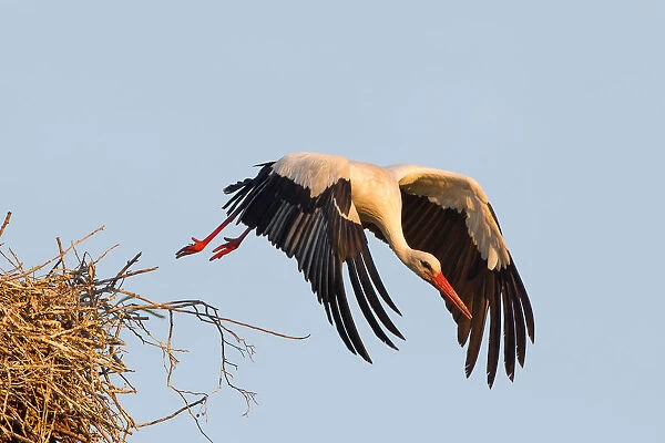 White Stork -Ciconia ciconia- taking off from the nest, North Hesse, Kassel