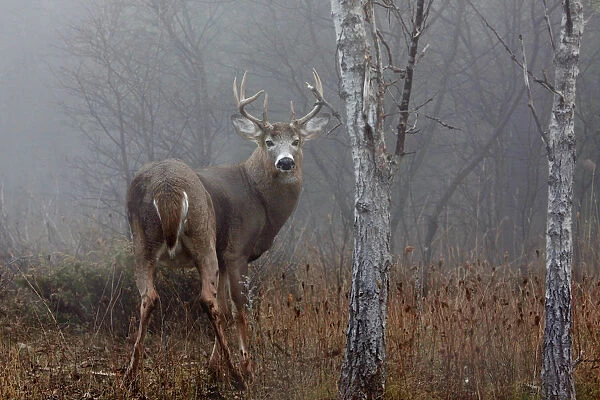 White-tailed buck look back