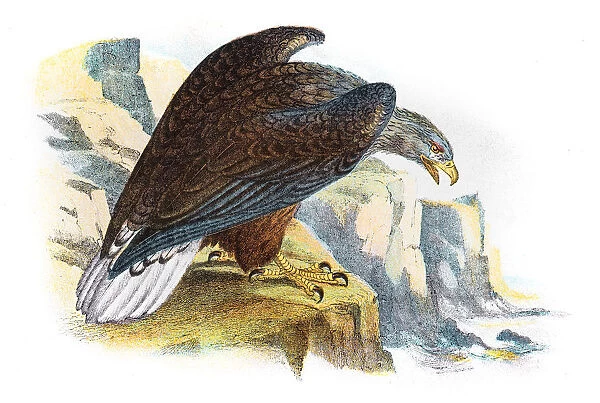 White tailed sea eagle illustration 1896
