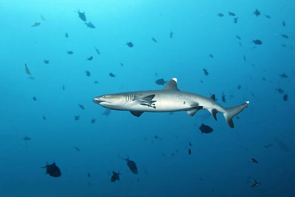 Whitetip reef shark -Triaenodon obesus-, Embudu channel, Indian Ocean, Tilla, South Male Atoll, Maldives