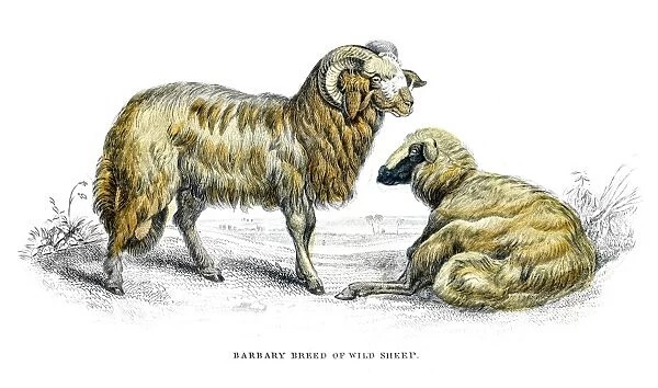 Wild sheep lithograph 1884