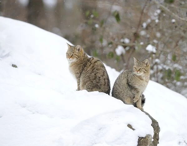 Wildcat -Felis silvestris-, juveniles in winter