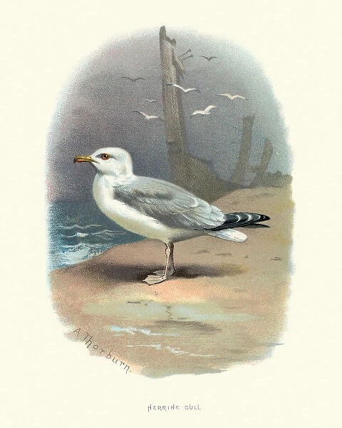 Wildlife, Birds, European herring gull (Larus argentatus)