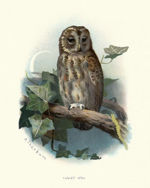 Wildlife, Birds, tawny owl or brown owl (Strix aluco)