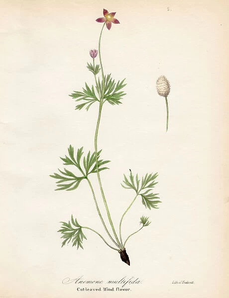 Windflower botanical engraving 1843