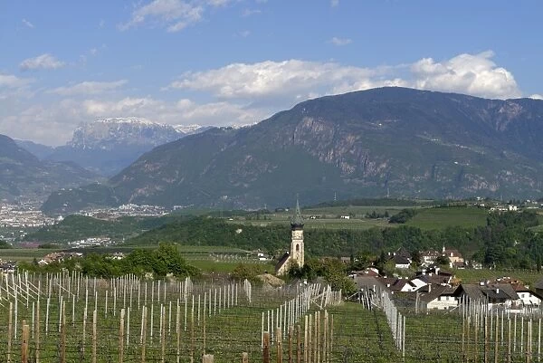 Wine growing, at St. Pauls on the Wine Route, Uberetsch South Tyrol, Italy