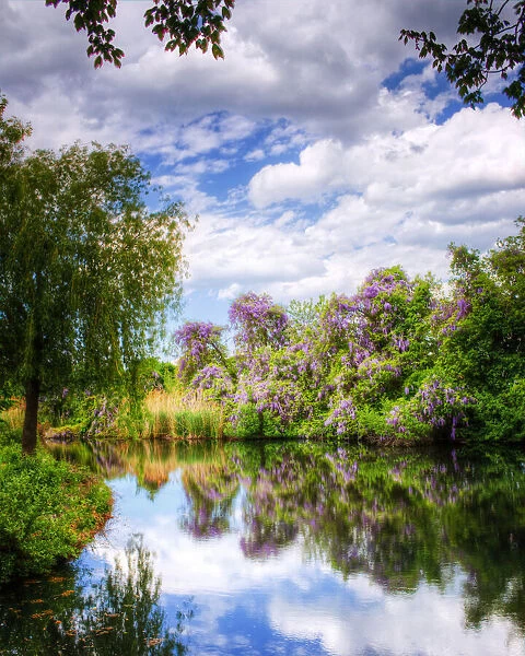 Wisteria, Reflections and Colors in Babylon, Long Island