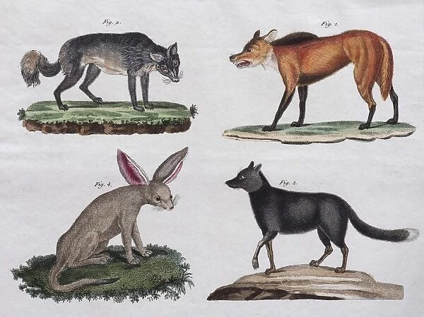 Wolves and foxes, hand-coloured copperplate engraving from Friedrich Justin Bertuch