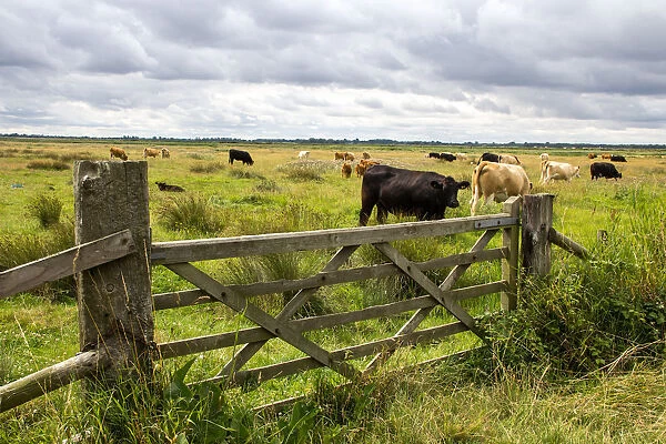 A wooden farm gate leads into a field of mown hay grazed by cattle near to Reedham