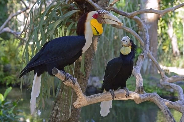 Wreathed hornbill -Aceros undulatus-, pair, male in front, female behind, Bali, Indonesia