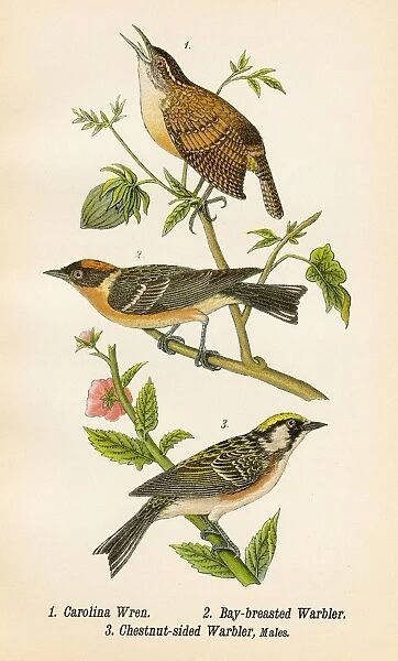 Wren and warbler bird lithograph 1890