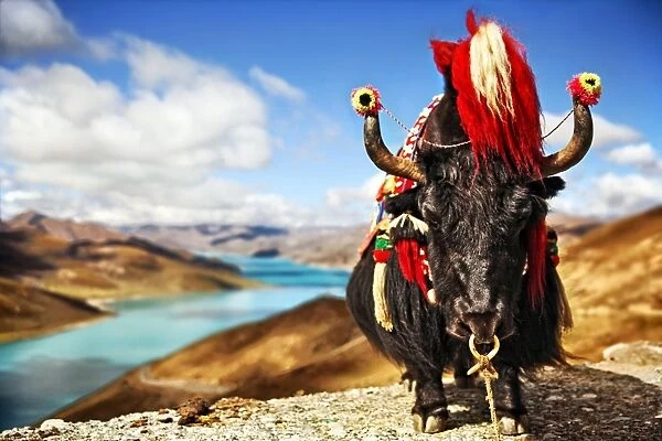 Yak in traditional Tibetan Garments by Lake