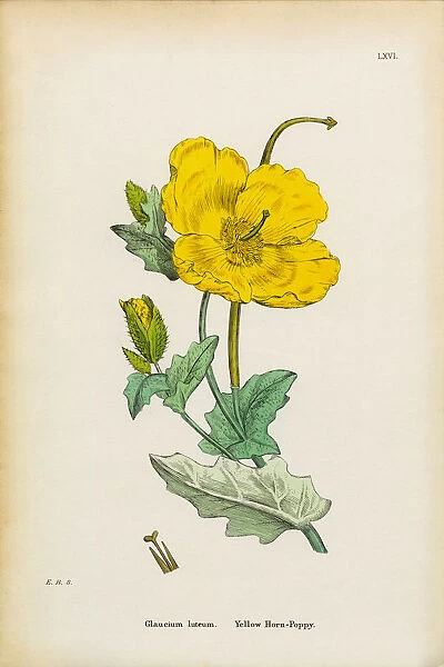 Yellow Horn Poppy, Glaucium luteum, Victorian Botanical Illustration, 1863