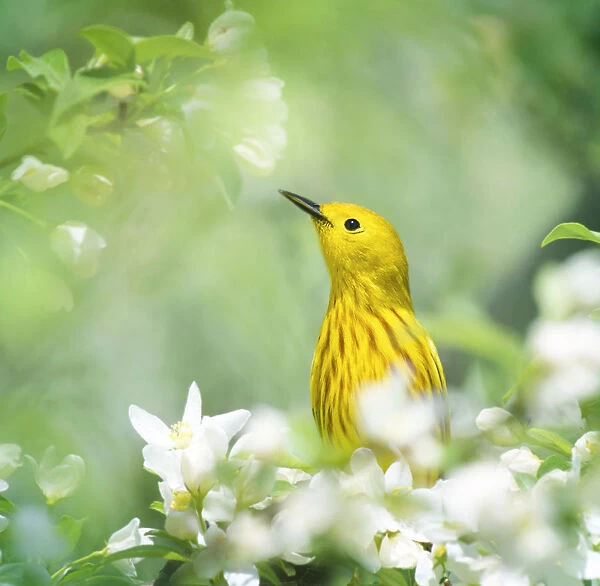 Yellow Warbler Peeking Out Through Spring Flowers