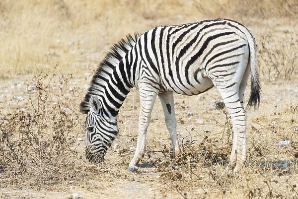 Young Burchells Zebra -Equus burchellii-, Etosha National Park, Namibia