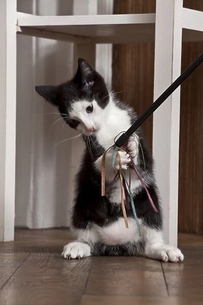 Young male cat, 10 weeks, playing with a cat toy