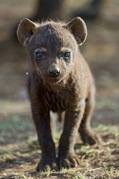 Young spotted hyena looking at camera