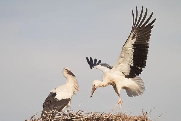Young White Storks (Ciconia ciconia) during flight training on a nest, North Hesse