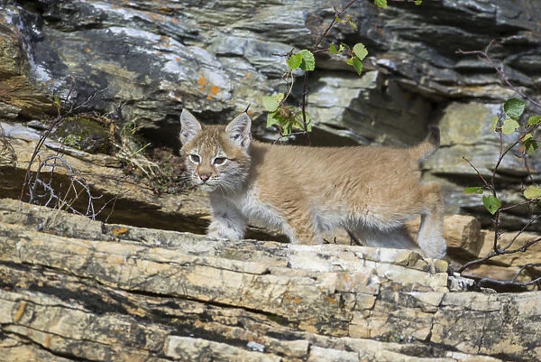 Young wild Eurasian Lynx -Lynx lynx-, in between the rocks of the Abiskojakka River, Abisko National Park, Norrbotten County, Sweden