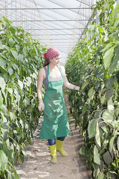 Young woman checking paprika plants in a greenhouse, Baden-Wurttemberg, Germany