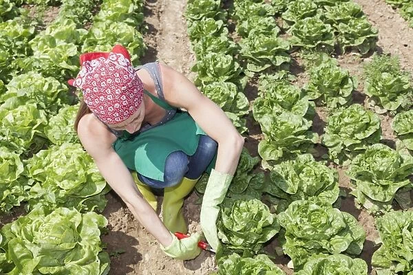 Young woman harvesting lettuce on a field, Baden-Wurttemberg, Germany