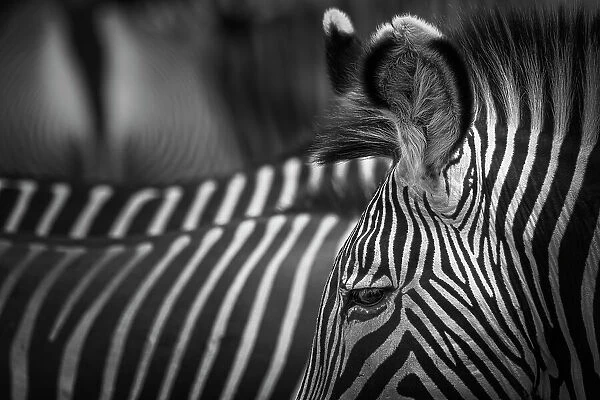 Zebra Ears, Eyes, Rear and Stripes of Grevy's Zebra