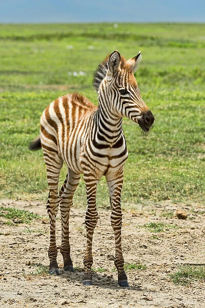 Zebra foal, Zebra -Equus quagga-, Ngorongoro Crater, Tanzania