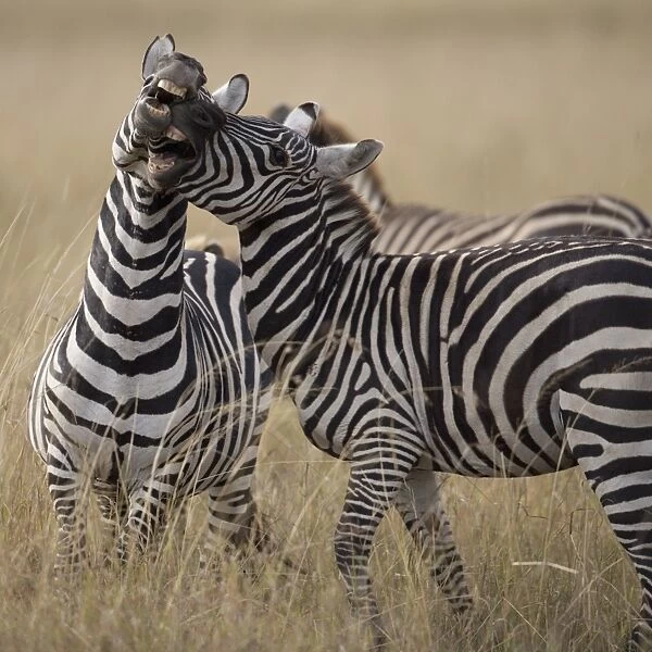 Zebras (Equus Burchelli) playing on savannah