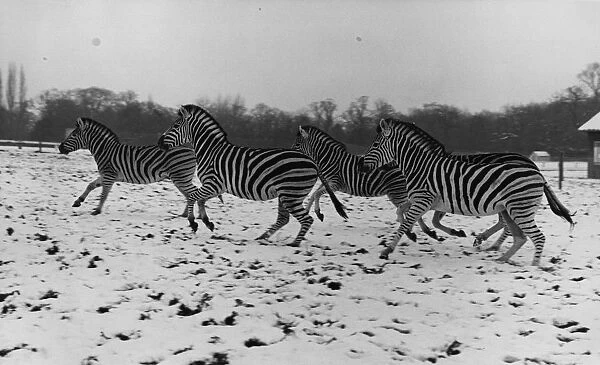 Zebras In The Snow