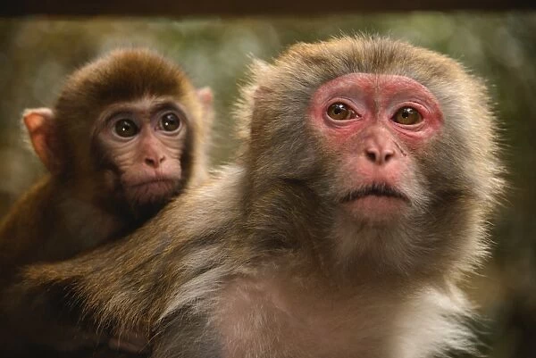 Zhangjiajie monkeys