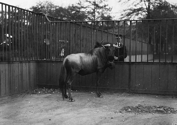Zoo Gnu. February 1907: A gnu in a zoo enclosure