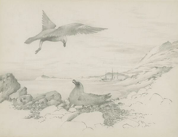 Skuas near nest. Medium: pencil, sketch. Artist: E.A.Wilson (1872-1912)