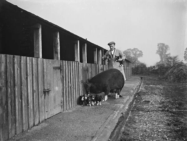 A Berkshire Sow with her litter of piglets. 1937