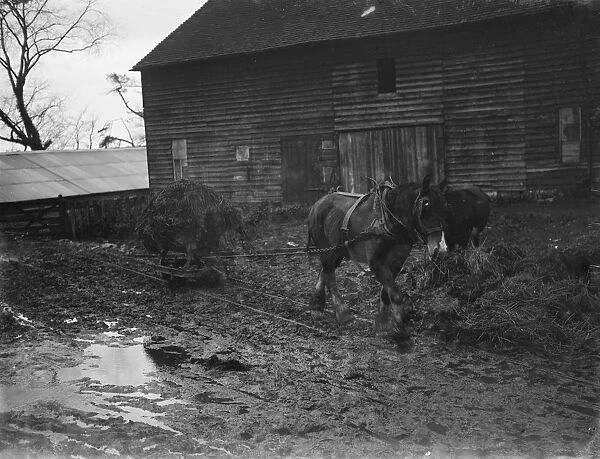 A horse carting muck in the farmyard. 1935