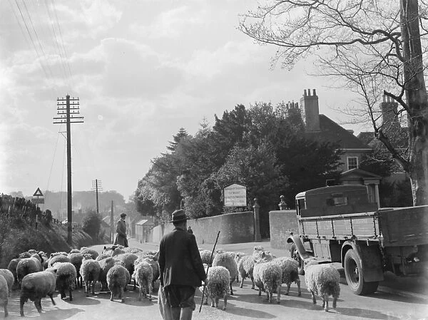 Sheep in road at Faversham. 1937