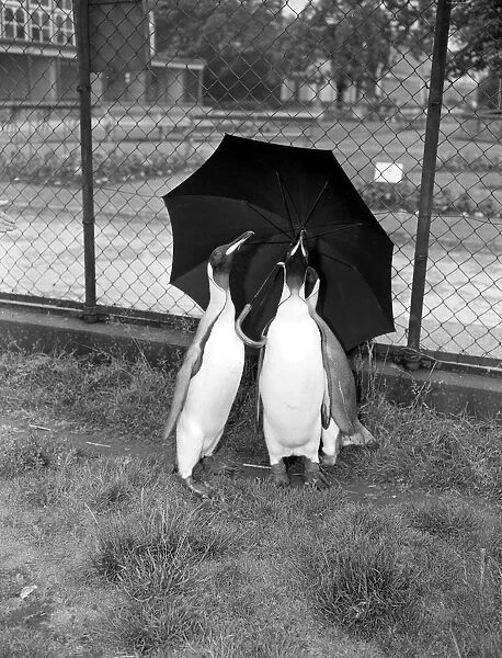 Taking a quick rain check during a brief shower at Belle Vue Zoo, Manchester, these