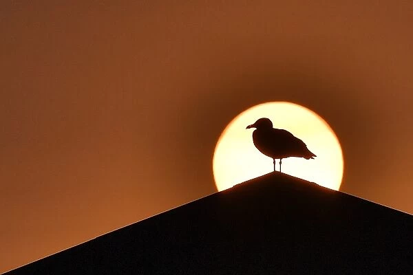 France - Sunset - Bird