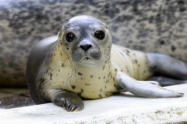 Germany-Animal-Seal