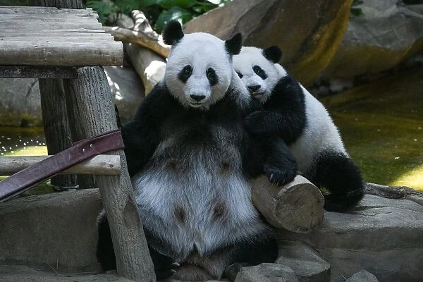Malaysia-China-Animal-Panda