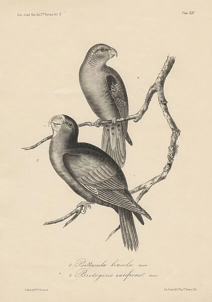 1. Psittacula lineola and 2. Brotogeris aurifrons, litho by J. T. Bowen, 1850 (litho)