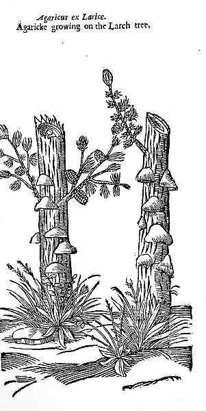 17th-century illustration showing Fungi (Agarike); from Theatrum Botanicum 1640