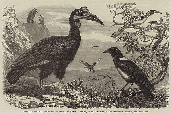 Abyssinian Hornbill, White-Necked Crow, and Small Hornbill, in the Gardens of the Zoological Society, Regents Park (engraving)
