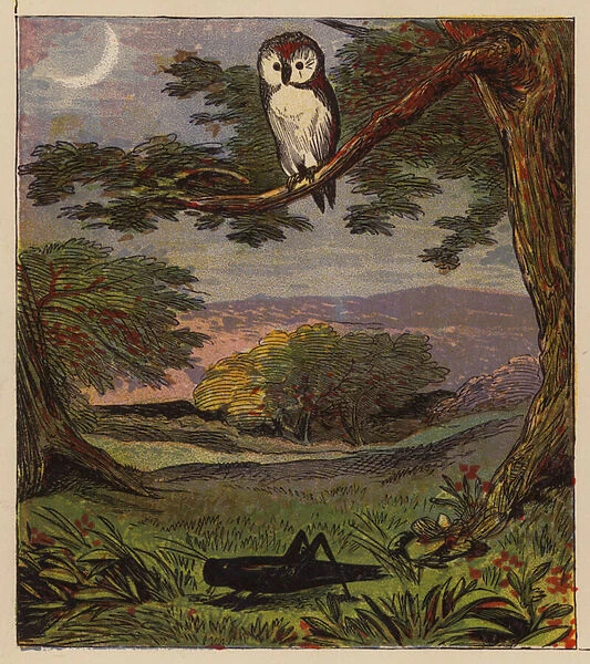 Aesops Fables: The Owl and the Grasshopper (colour litho)